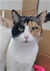 adoptable Cat in , IL named Lady