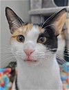 adoptable Cat in palatine, IL named Gaga