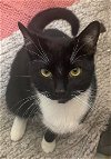 adoptable Cat in palatine, IL named Frito
