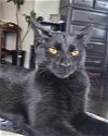 adoptable Cat in palatine, IL named Prue (aka Patrick)