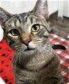 adoptable Cat in palatine, IL named Christmas
