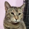 adoptable Cat in , IL named Charlotte