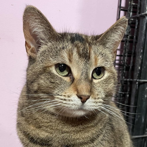 CHARLOTTE - Domestic Short Hair available for adoption