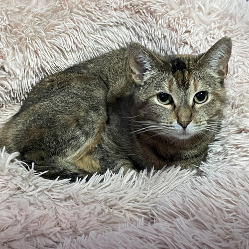 CHARLOTTE - Domestic Short Hair available for adoption