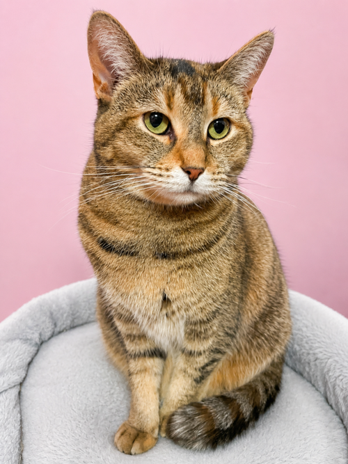 Charlotte, Adult Domestic Short Hair, cat for adoption in Calumet City, Illinois