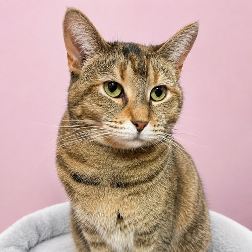picture of the cat needing adoption