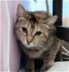 adoptable Cat in palatine, IL named Charlotte