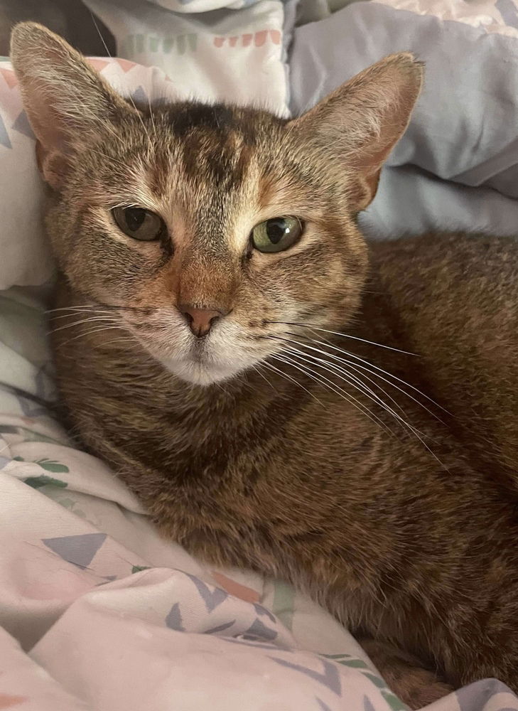 adoptable Cat in Palatine, IL named Charlotte