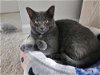 adoptable Cat in palatine, IL named Portabella