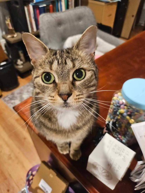 picture of the cat needing adoption
