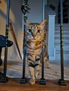 Iris (aka Dolly) - Photo 2