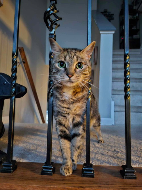 IRIS (AKA DOLLY) - Domestic Short Hair available for adoption