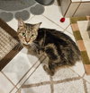 Iris (aka Dolly) - Photo 3