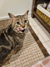 Iris (aka Dolly) - Photo 4