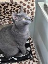 adoptable Cat in palatine, IL named Shiitake
