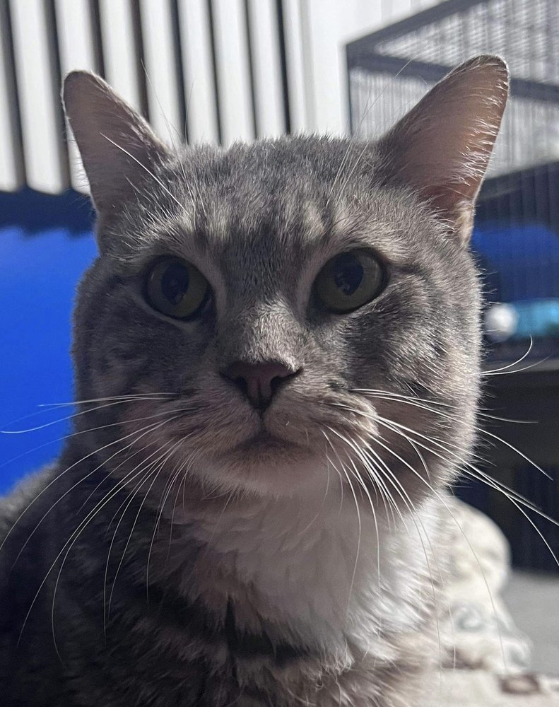 adoptable Cat in Palatine, IL named Cauldron