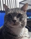 adoptable Cat in palatine, IL named Cauldron