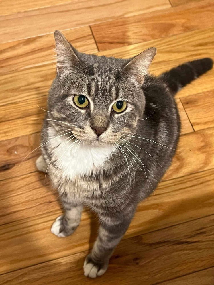 adoptable Cat in Palatine, IL named Cauldron