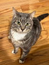 adoptable Cat in Palatine, IL named Cauldron