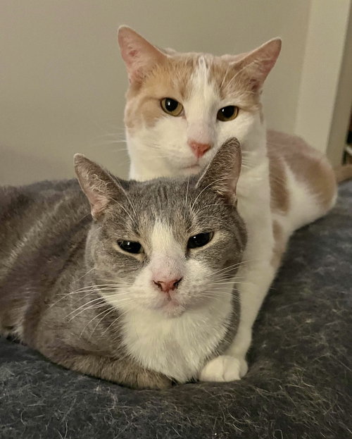 MARINARA - Domestic Short Hair available for adoption
