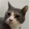 adoptable Cat in palatine, IL named Marinara