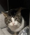 adoptable Cat in palatine, IL named Frosty