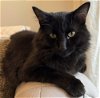 adoptable Cat in palatine, IL named Midnight