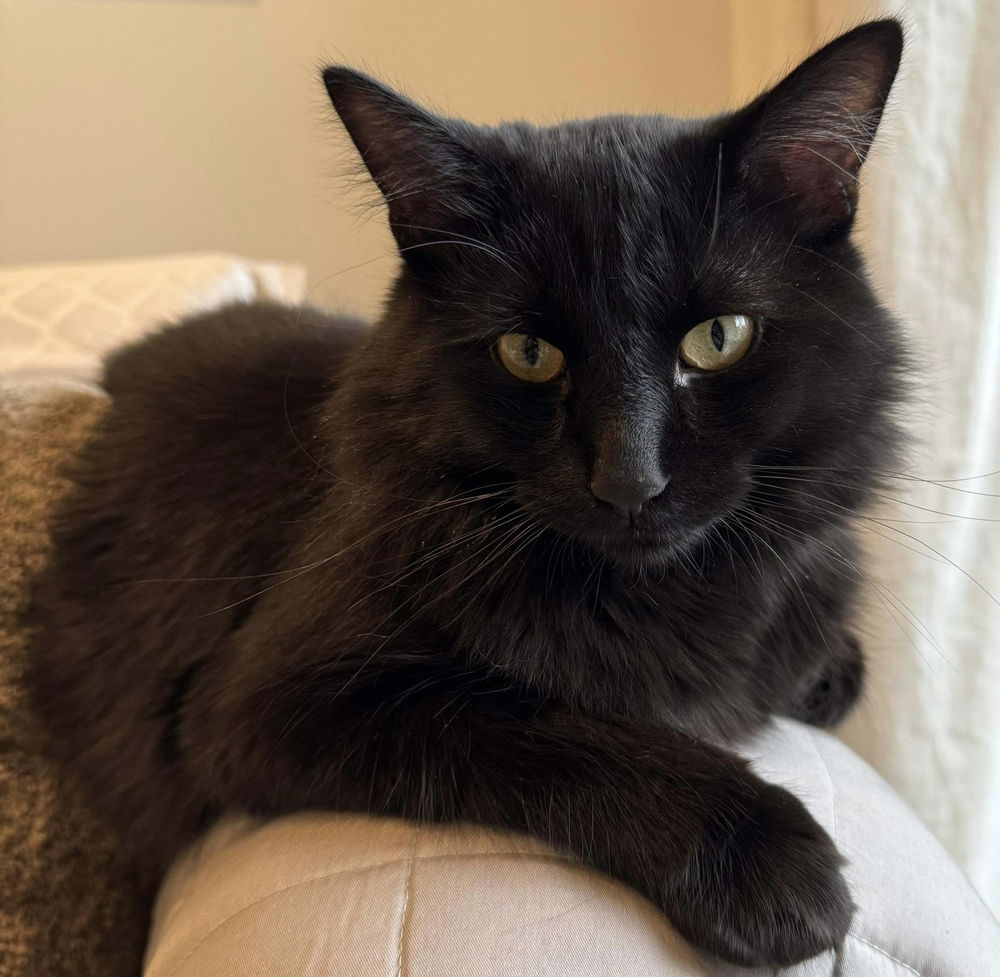 adoptable Cat in Palatine, IL named Midnight