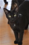 adoptable Cat in palatine, IL named Lennox
