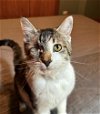 adoptable Cat in , IL named Jessie