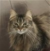 adoptable Cat in palatine, IL named Honey