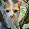 adoptable Cat in palatine, IL named Marmalade (Aka Messi)