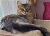adoptable Cat in palatine, IL named Tarzan