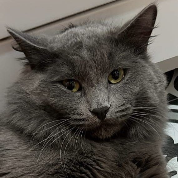 adoptable Cat in Palatine, IL named Gray