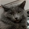 adoptable Cat in palatine, IL named Gray