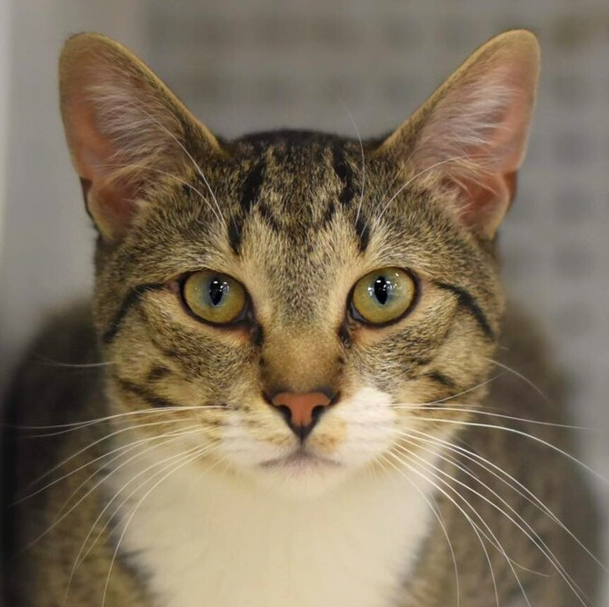 adoptable Cat in Palatine, IL named Rainbow Dash