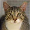 adoptable Cat in palatine, IL named Rainbow Dash