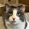 adoptable Cat in palatine, IL named Alexander the Great