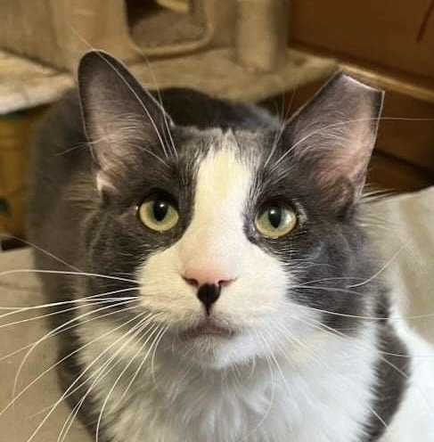 adoptable Cat in Palatine, IL named Alexander the Great