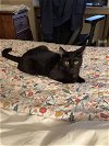 adoptable Cat in palatine, IL named Sugar