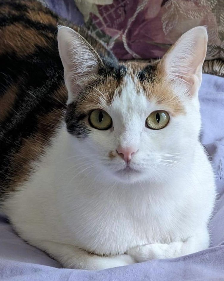 adoptable Cat in Palatine, IL named Cindy Crawford (aka Kimber)