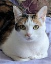 adoptable Cat in palatine, IL named Cindy Crawford (aka Kimber)