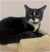 adoptable Cat in palatine, IL named Paris