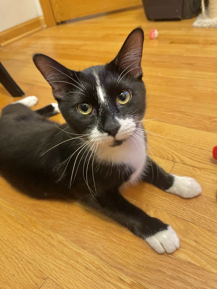 adoptable Cat in Palatine, IL named Paris