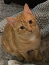 adoptable Cat in palatine, IL named Reese