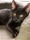 adoptable Cat in palatine, IL named Mercedes