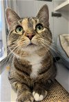 adoptable Cat in palatine, IL named Callie (aka Flounder)