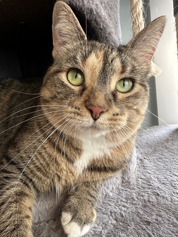 adoptable Cat in Palatine, IL named Callie (aka Flounder)