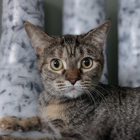 adoptable Cat in Palatine, IL named Donna Lou