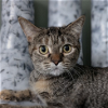 adoptable Cat in palatine, IL named Donna Lou